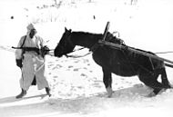 Bundesarchiv Bild 101I-215-0366-03A, Russland, Soldat, Pferd im Winter.jpg