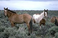 Bureau of Land Management horses.jpg