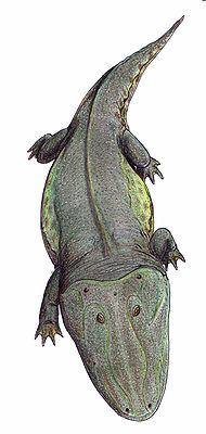 Capitosaurus