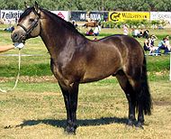 Connemara stallion.jpg