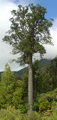 Ausgewachsenes Exemplar von Dacrycarpus dacrydioides