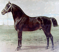 Oost-Fries Paard Lithografie 1898.png