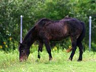 Sable Island Horse.jpg