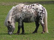 Shetland pony dalmatian2.jpg