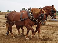 Suffolk horses ploughing.jpg