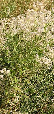 Pfefferkraut (Lepidium latifolium)