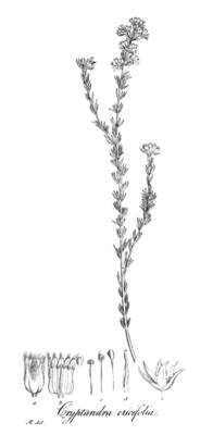 Cryptandra ericoides, Illustration