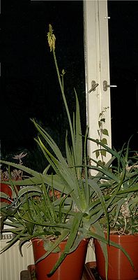 Echte Aloe (Aloe vera), Habitus und Blütenstand.