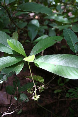 Psychotria vogeliana