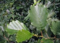 Alnus-glutinosa-leaves.JPG