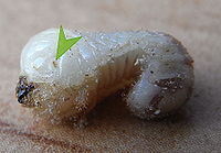 Bostrichus capucinus larva2.jpg