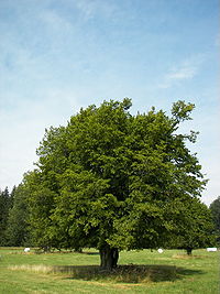 Carpinus betulus - Hunsrück 001.jpg