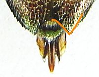 Chrysobothris affinis male detail.JPG