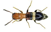 Denops albofasciatus bl.jpg