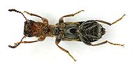 Denops albofasciatus under.jpg