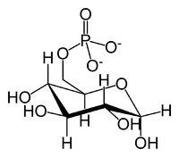 D-Glucose-6-phosphat