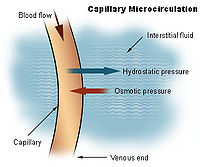 Illu capillary microcirculation.jpg