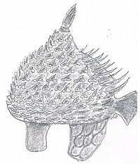 Kiribati Kugelfischhelm.jpg