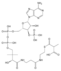 Struktur von Methylmalonyl-CoA