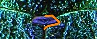 Ovalisia (Scintillatrix) rutilans detail2.JPG