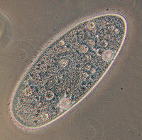 Paramecium aurealia