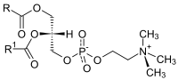 Phosphatidyl-Cholin.svg