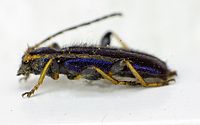 Phymatodes rufipes side.jpg