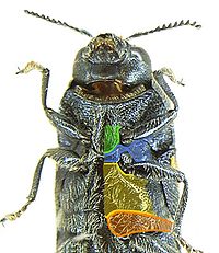 Ptosima flavoguttata detail1.JPG