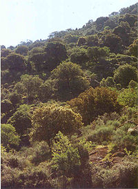Quercus ilex bosque.jpg