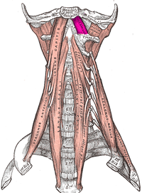 Rectus capitis anterior muscle.PNG