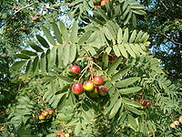 Sorbus domestica FruitsLeaves BotGardBln0906a.JPG