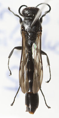 Töpfergrabwespe (Trypoxylon figulus),♀