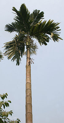 Betelnusspalme (Areca catechu)