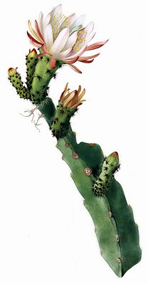 Weberocereus tonduzii - The Cactaceae.jpg