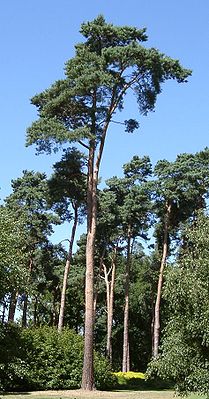 Gemeine Kiefer (Pinus sylvestris)