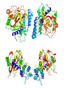 Poly (ADP-ribose) polymerase 1