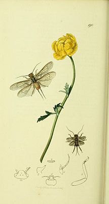 Dinocras cephalotes aus: British Entomology von John Curtis, um 1840.