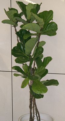 Geigen-Feige (Ficus lyrata)