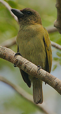 Flickr - Rainbirder - Green Barbet (Stactolaema olivacea) (cropped).jpg