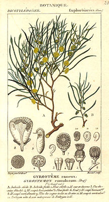 Gyrostemon ramulosus, Illustration.