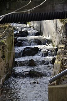 Fischtreppe an der Untermühle in Neudietendorf