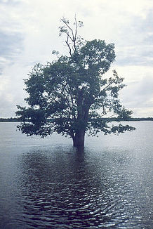 Ein Baum ragt im Naturpark Bananal aus dem Araguaia