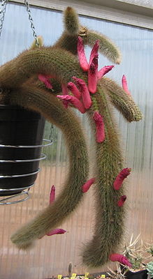 Cleistocactus vulpis-cauda 01.jpg