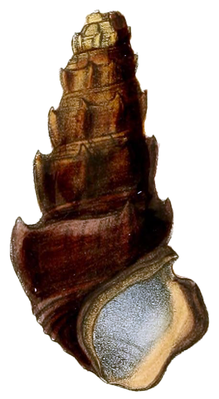 Madagasikara spinosa Lamarck, 1822