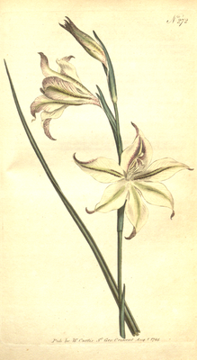 The Botanical Magazine, Plate 272 (Volume 8, 1794).png