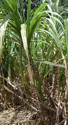 Zuckerrohr (Saccharum officinarum)