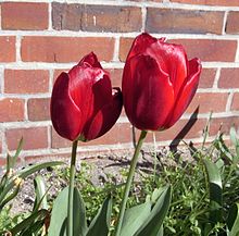 A tulip rote tulpen 1f.jpg