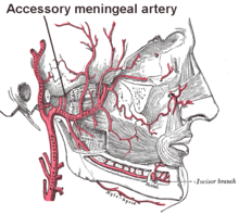 Assessory meningeal artery.png
