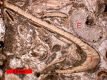 BioclastsBiosparite.jpg