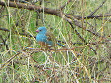 Blue-capped Cordon-bleu, Ngorongoro.jpg